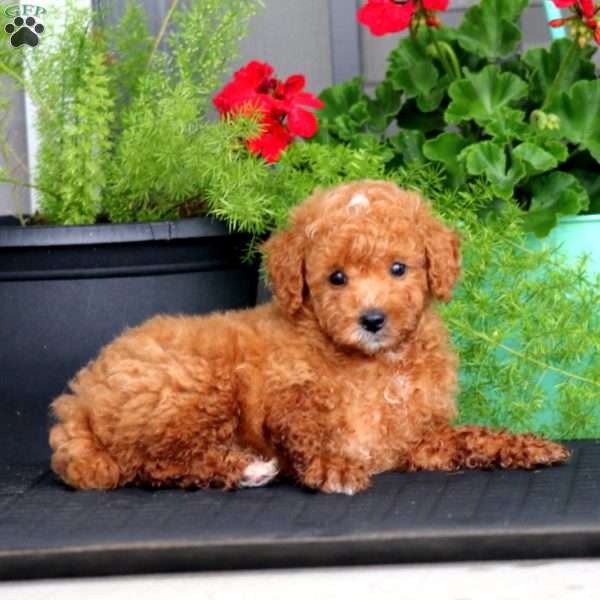 Bo, Miniature Poodle Puppy