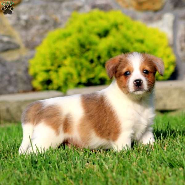 Bo, Bernese Mountain Dog Mix Puppy
