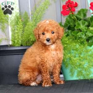 Bo, Miniature Poodle Puppy