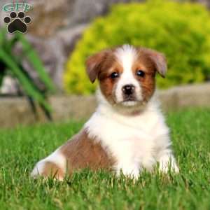 Bo, Bernese Mountain Dog Mix Puppy