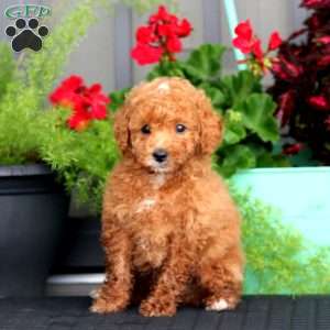 Bo, Miniature Poodle Puppy
