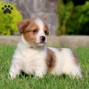 Bo, Bernese Mountain Dog Mix Puppy