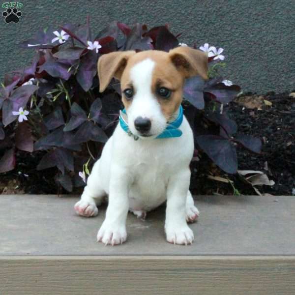 Bob, Jack Russell Terrier Puppy