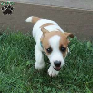 Bob, Jack Russell Terrier Puppy