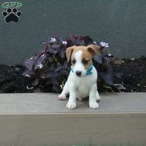 Bob, Jack Russell Terrier Puppy