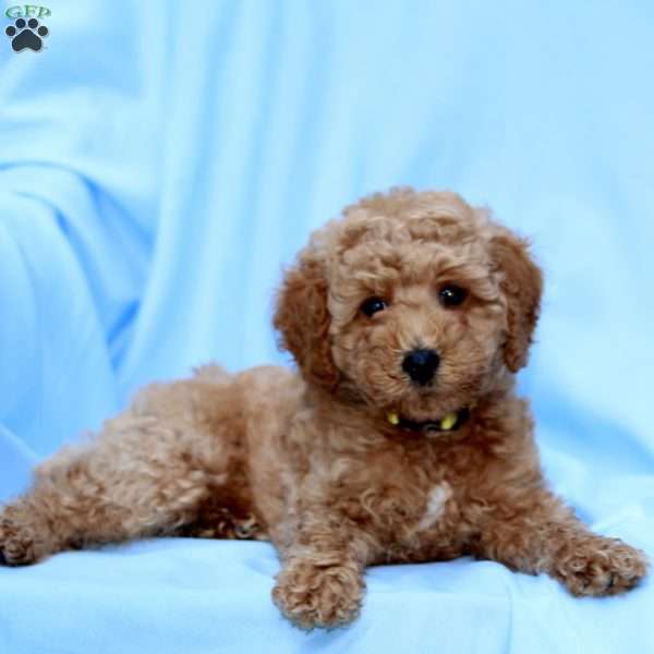 Bobby, Miniature Poodle Puppy