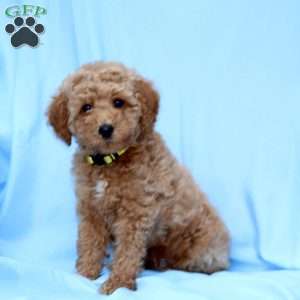 Bobby, Miniature Poodle Puppy