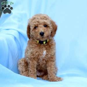 Bobby, Miniature Poodle Puppy
