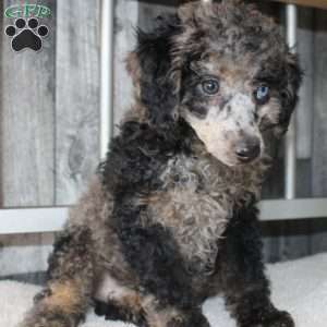 Bobby, Miniature Poodle Puppy