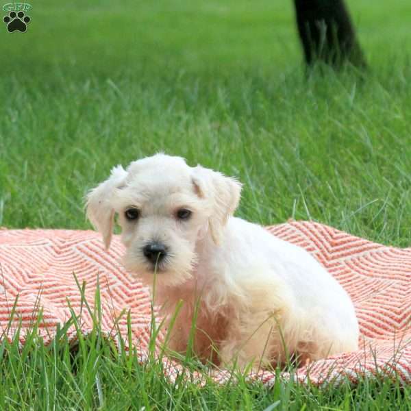 Bond, Miniature Schnauzer Puppy