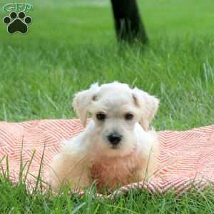 Bond, Miniature Schnauzer Puppy
