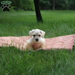 Bond, Miniature Schnauzer Puppy