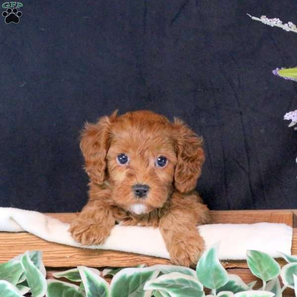 Bonnie, Cavapoo Puppy