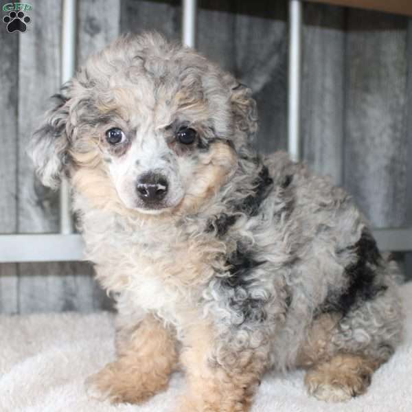 Bonnie, Miniature Poodle Puppy