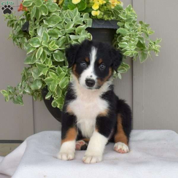 Boomer, Australian Shepherd Puppy