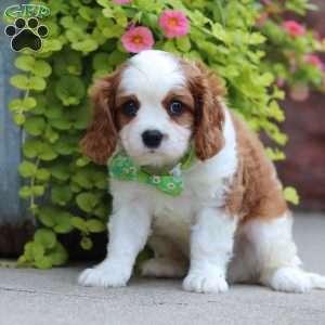Bowie, Cavalier King Charles Spaniel Puppy