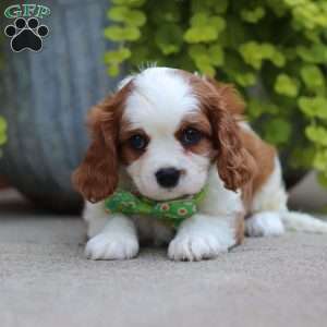 Bowie, Cavalier King Charles Spaniel Puppy