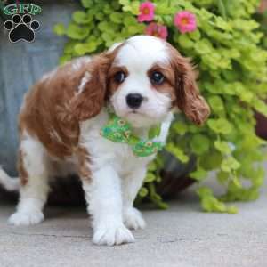 Bowie, Cavalier King Charles Spaniel Puppy