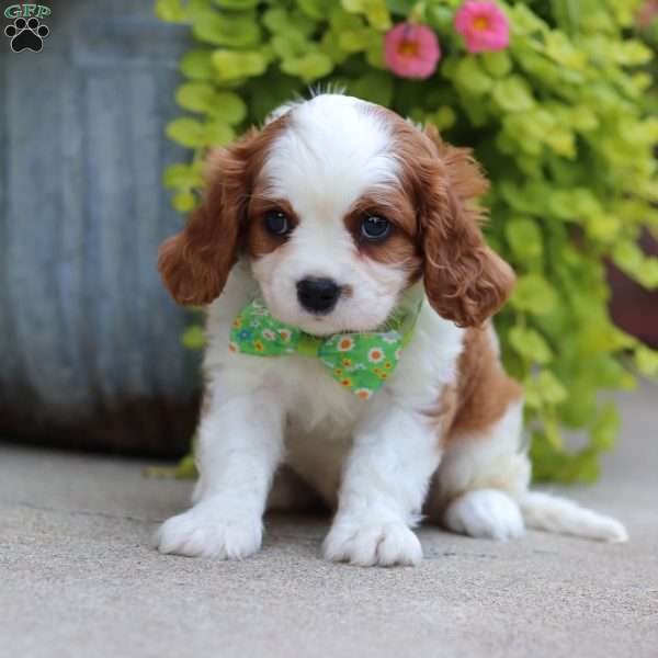 Bowie, Cavalier King Charles Spaniel Puppy