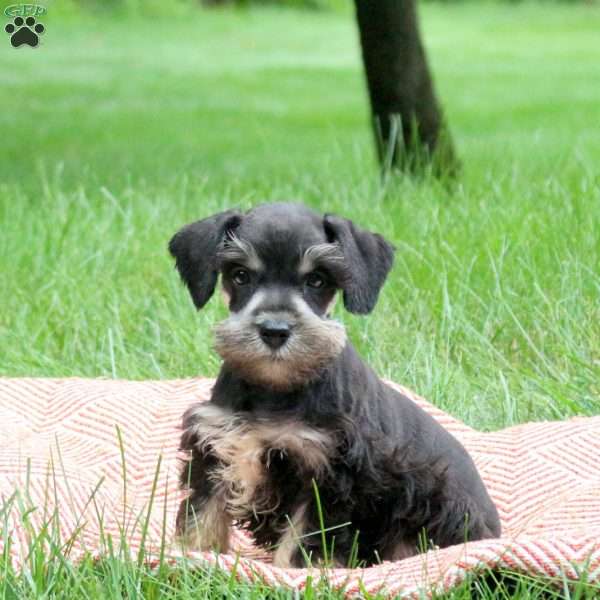 Bowie, Miniature Schnauzer Puppy