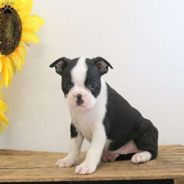 Bowie, Boston Terrier Puppy