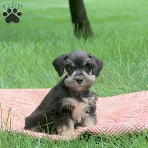 Bowie, Miniature Schnauzer Puppy