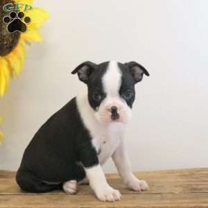 Bowie, Boston Terrier Puppy