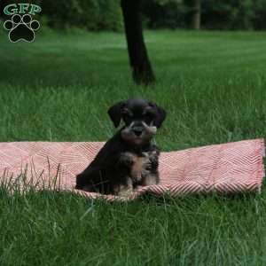 Bowie, Miniature Schnauzer Puppy