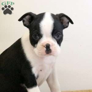 Bowie, Boston Terrier Puppy
