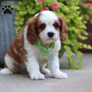 Bowie, Cavalier King Charles Spaniel Puppy