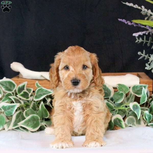 Boyd, Cavapoo Puppy