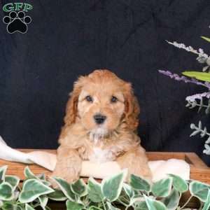 Boyd, Cavapoo Puppy