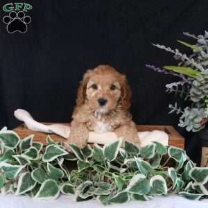 Boyd, Cavapoo Puppy