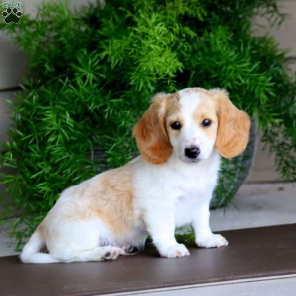 Bradey, Dachshund Puppy