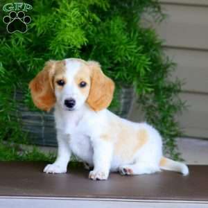 Bradey, Dachshund Puppy