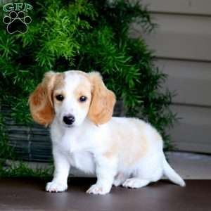 Bradey, Dachshund Puppy