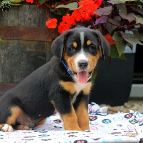 Brady, Greater Swiss Mountain Dog Puppy