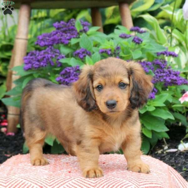 Brady, Dachshund Puppy