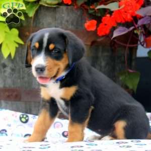 Brady, Greater Swiss Mountain Dog Puppy