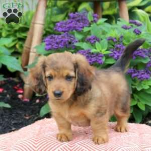 Brady, Dachshund Puppy