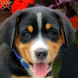 Brady, Greater Swiss Mountain Dog Puppy