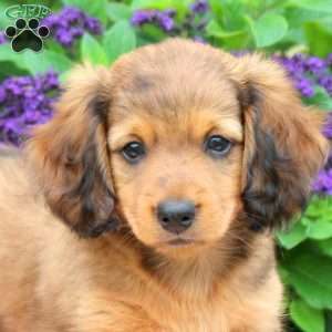 Brady, Dachshund Puppy
