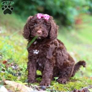 Brandy, Goldendoodle Puppy