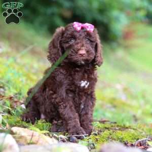 Brandy, Goldendoodle Puppy