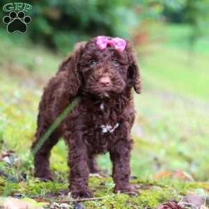Brandy, Goldendoodle Puppy
