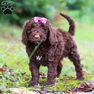 Brandy, Goldendoodle Puppy