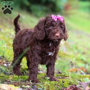 Brandy, Goldendoodle Puppy
