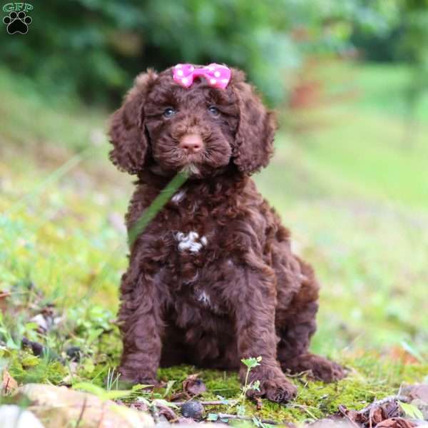 Brandy, Goldendoodle Puppy
