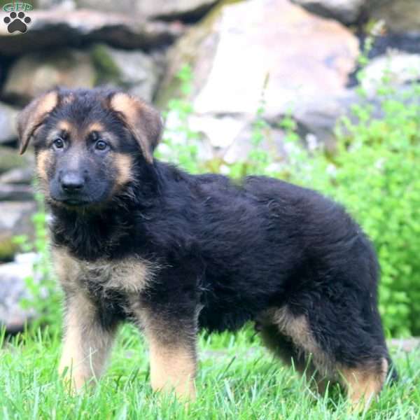 Bravo, German Shepherd Puppy