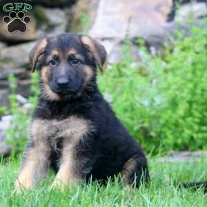 Bravo, German Shepherd Puppy
